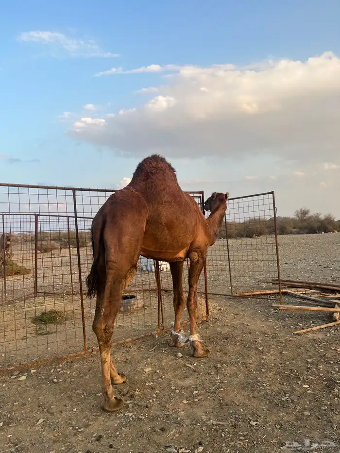 فحل احمر دم 12