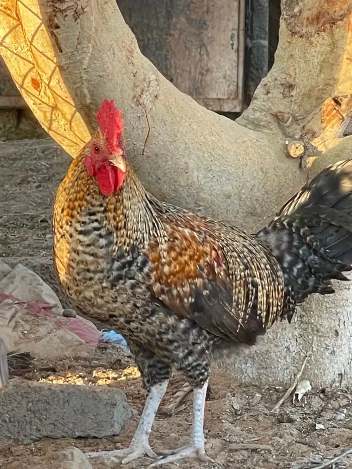 ديوك فيومي. و بلدي 1