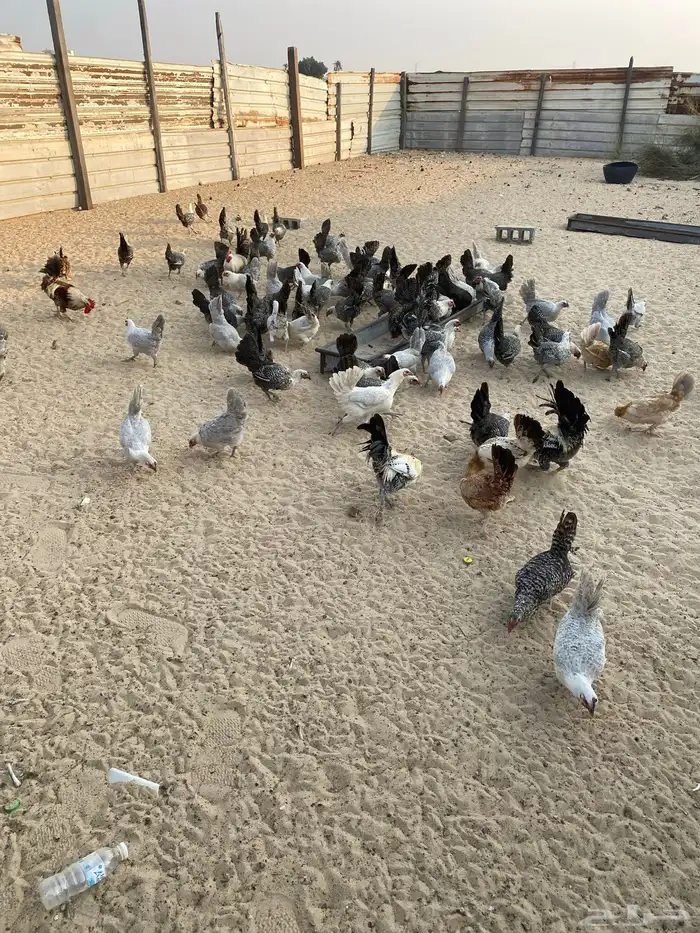 دجاج بادي بياض شرط فيه فيومي منقط وفيه قولد 3