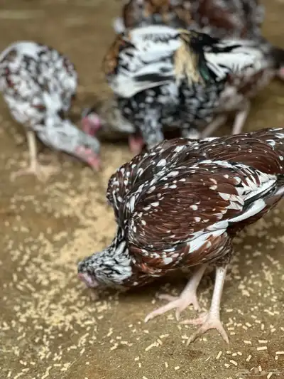 دجاج بكساتني سندي فولو index