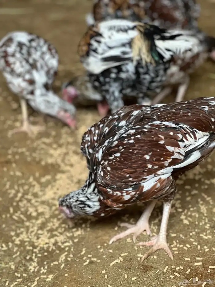 دجاج بكساتني سندي فولو 0