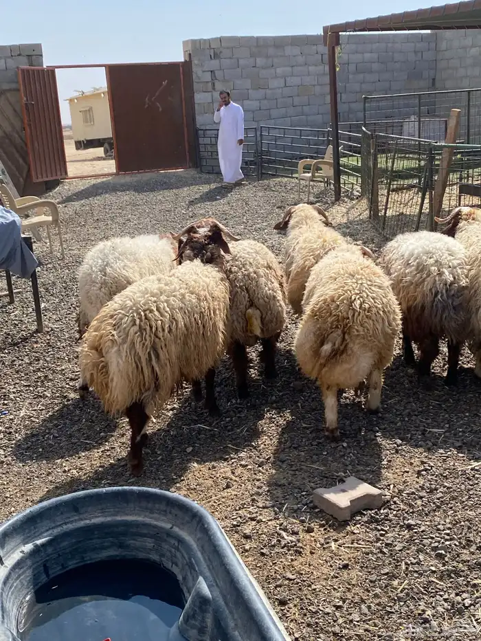 طليان نعيمي جبر ناهي 20