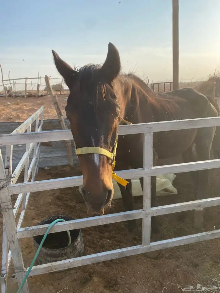 فرس انقليزي كفووو 0