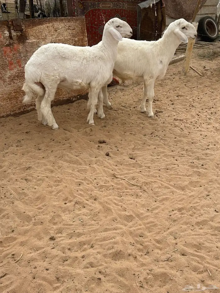 طلين فاخره تم البيع 0