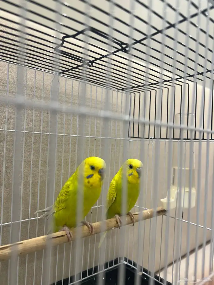 طائر الحب البادجي 8