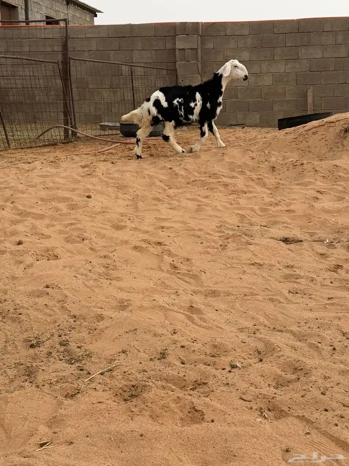 ذبايح نجد وحري 0