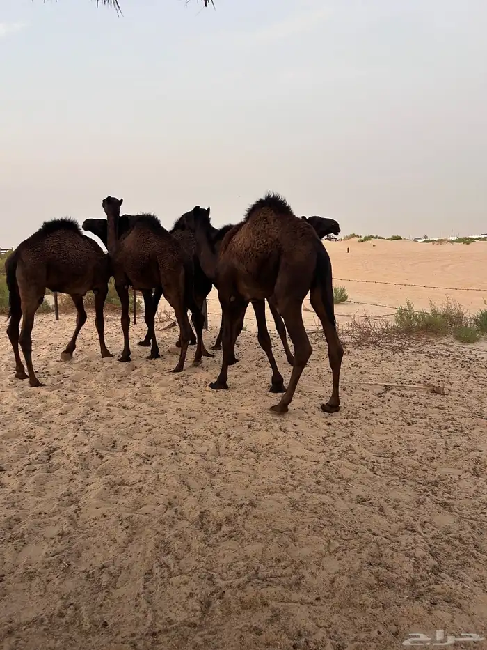 6 قعدان للبيع 1