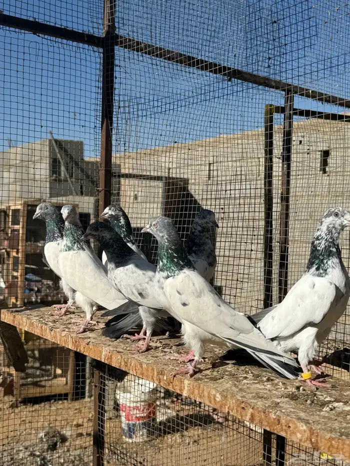 حمام باكستاني 5