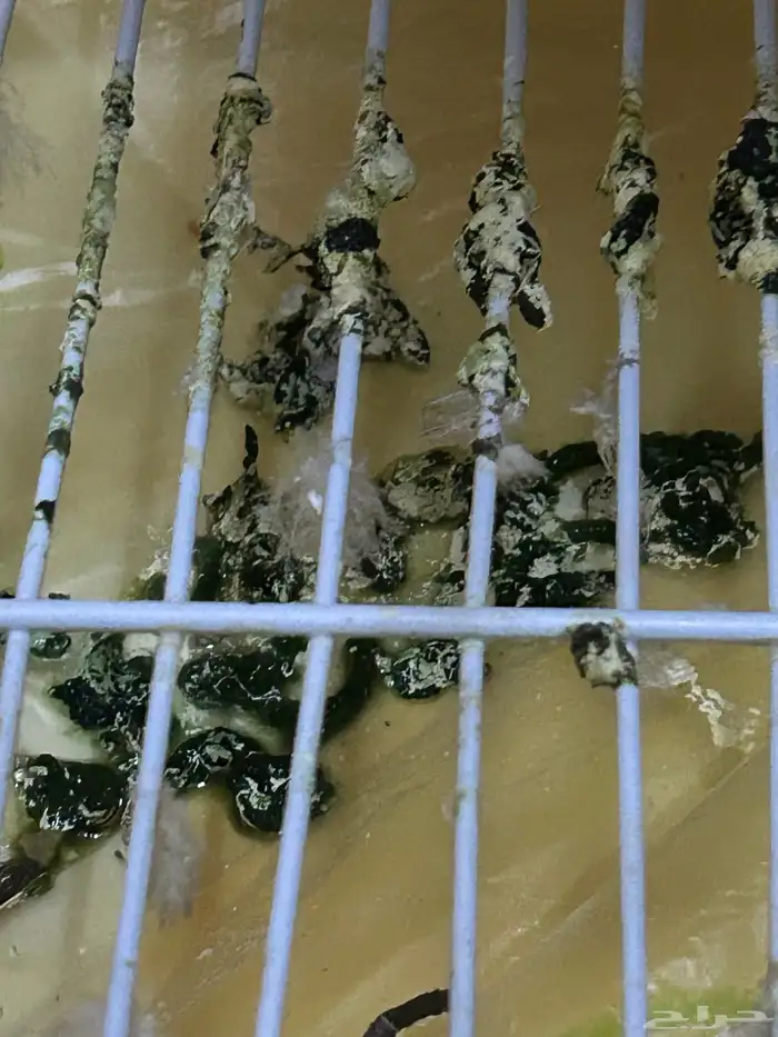 ببغاء امازوني 2