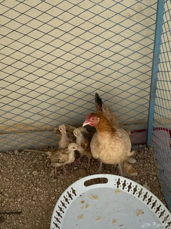 دجاجه مفرخه للبيع 0