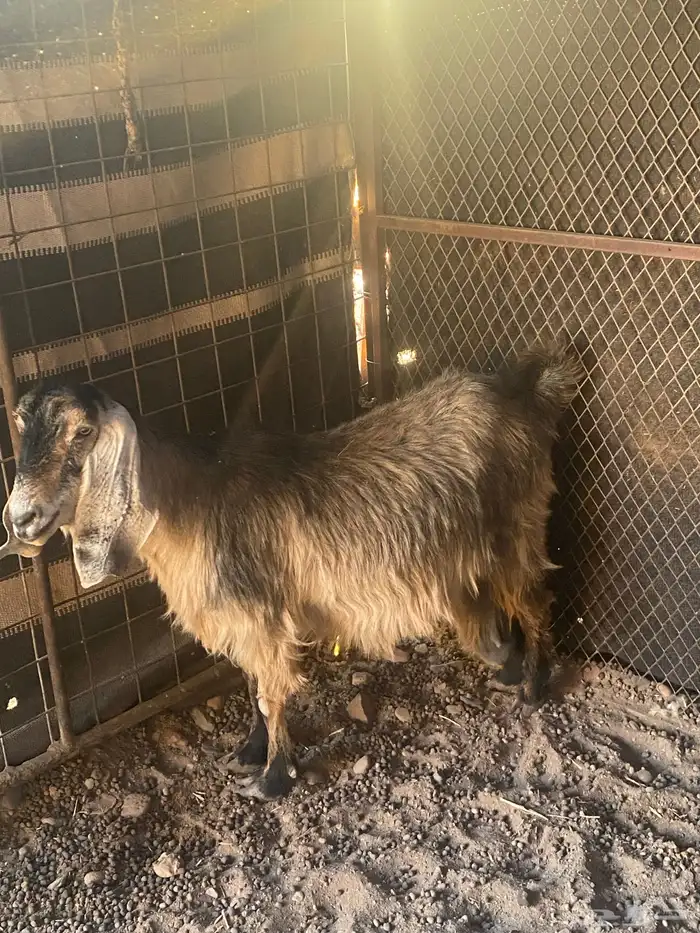 للبيع معزاء ولد العدد 10 4