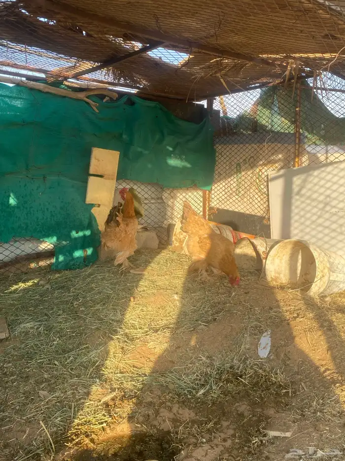 دجاج تركي للبيع بياض شرط 1