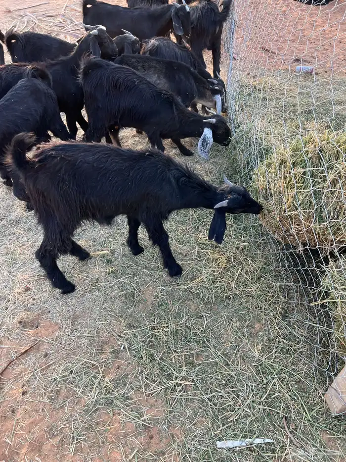 غنم تيوس عوارض العدد 9 للبيع الموقع الخرج 4