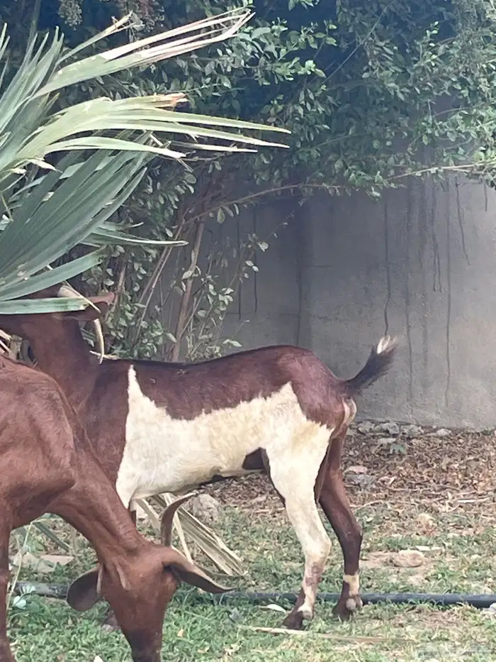 غنم للبيع والعدد 8 1