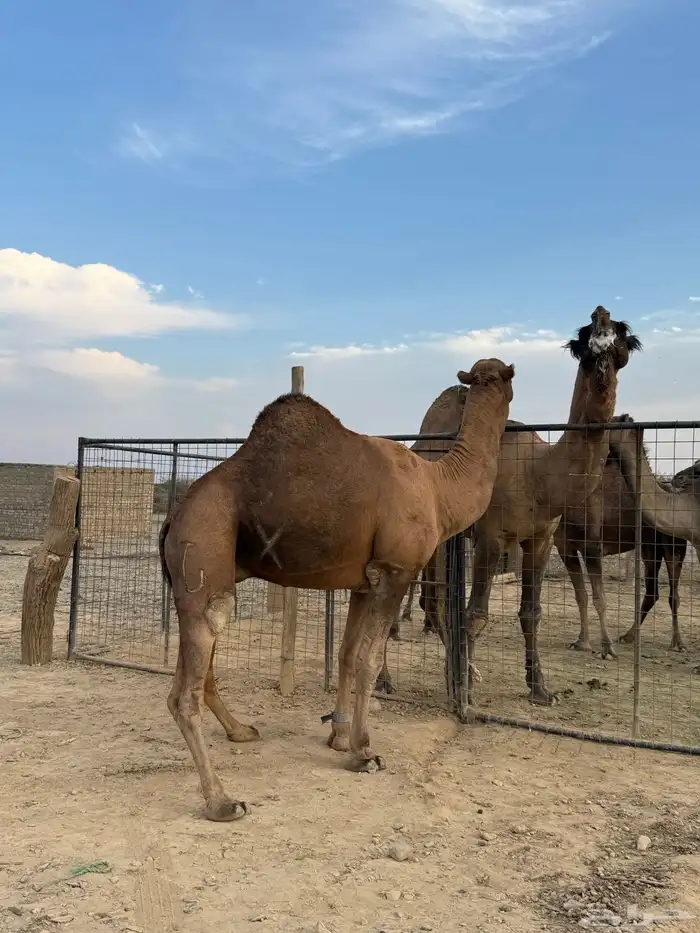 بعير حمر مشروط ضراب وعشار 21