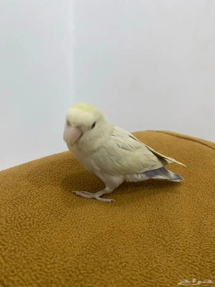 روز أليف جدن 0