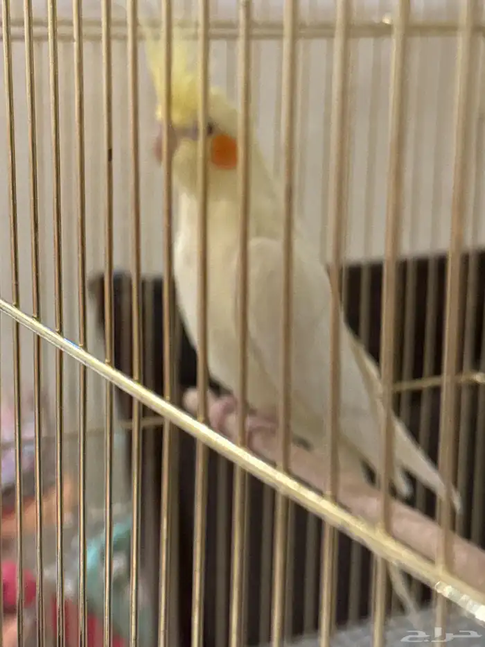 اليف مع الاطفال ويسمع اذا احد ناداه باسمه عمره 6 شهور 1