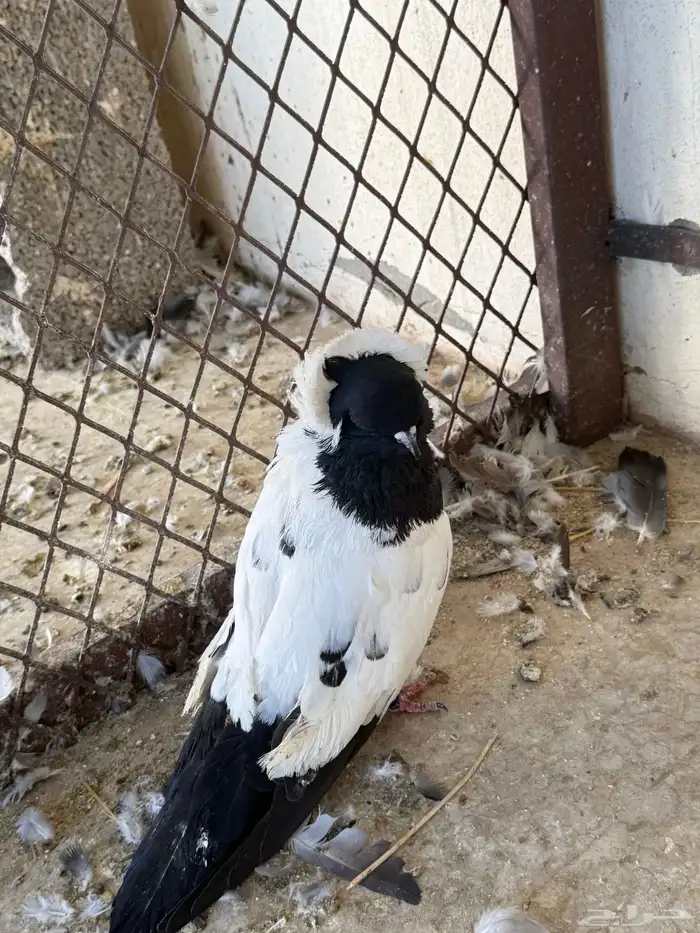 حمام طبات دنش وفحل سوداني جامبو 2