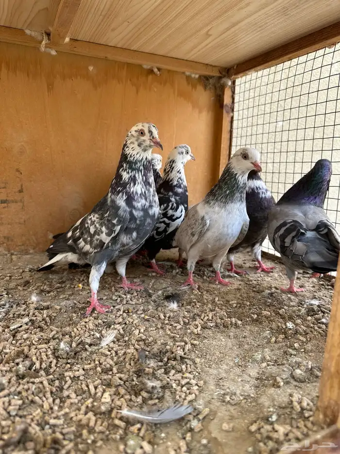 حمام هندي وقطائف 13