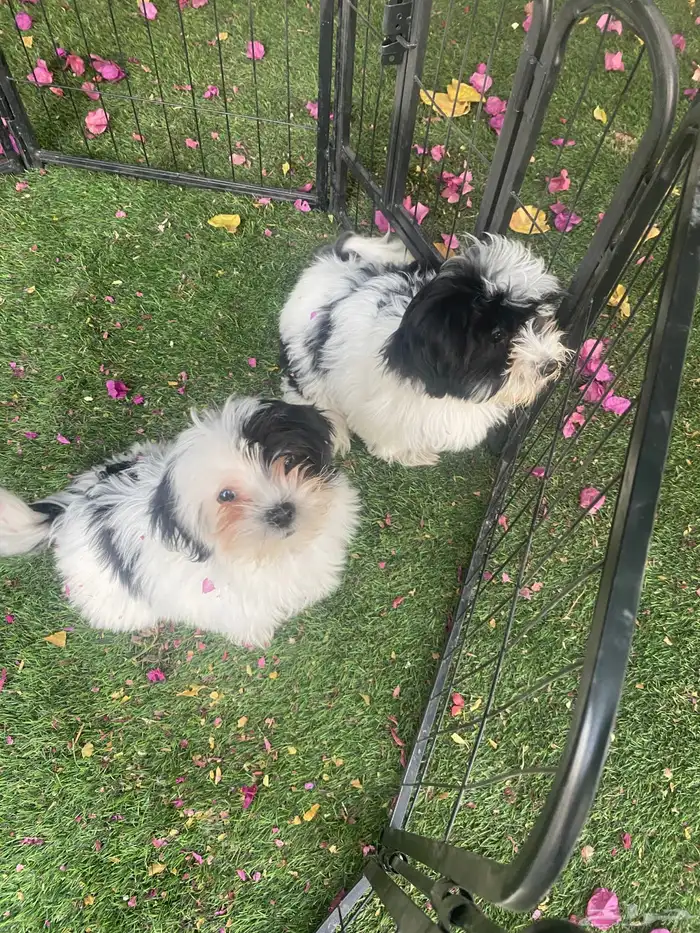 كلاب شيتزو 0