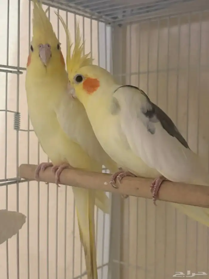 كروان لاتينو ومكتف والبينو وانثي طفره هاف بايد 1