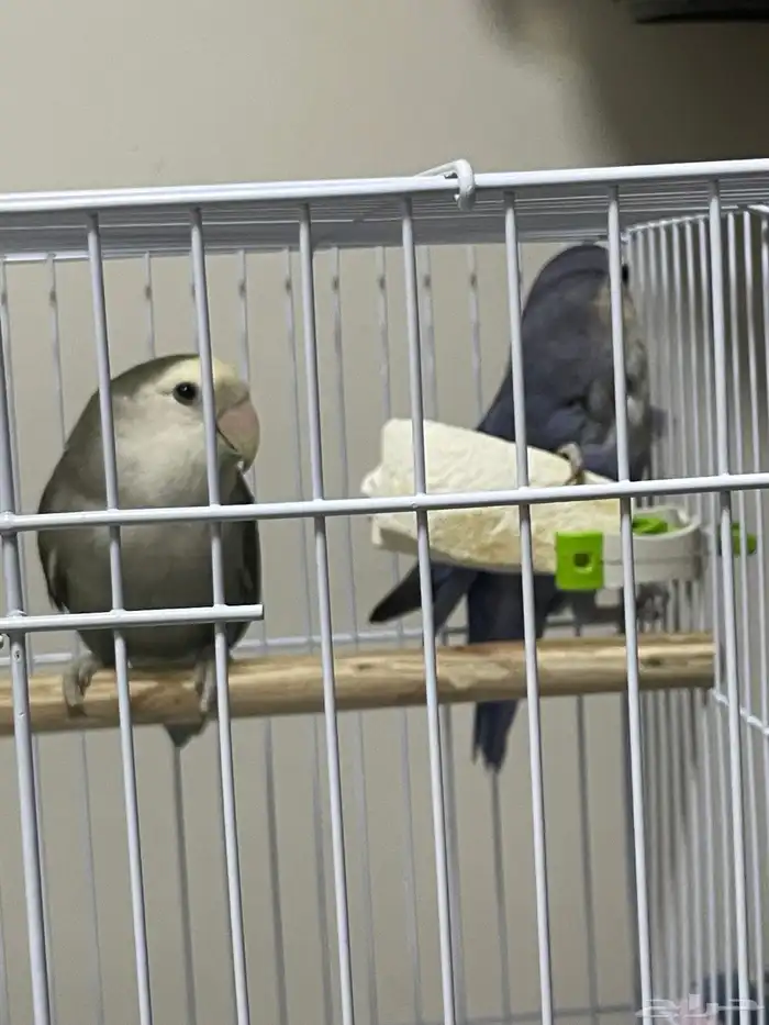 طيور روز ذكر وأنثى وألوان حلوة 0