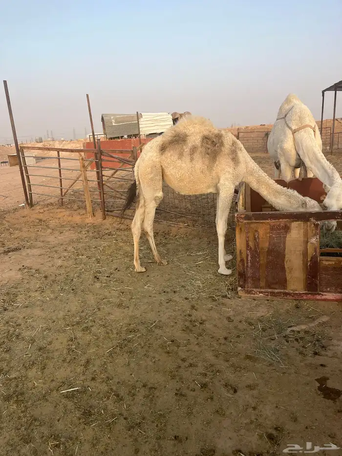 بكره للبيع 0