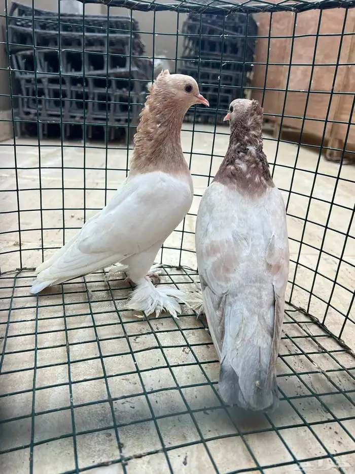 حمام صنعاني 5 ازواج 10