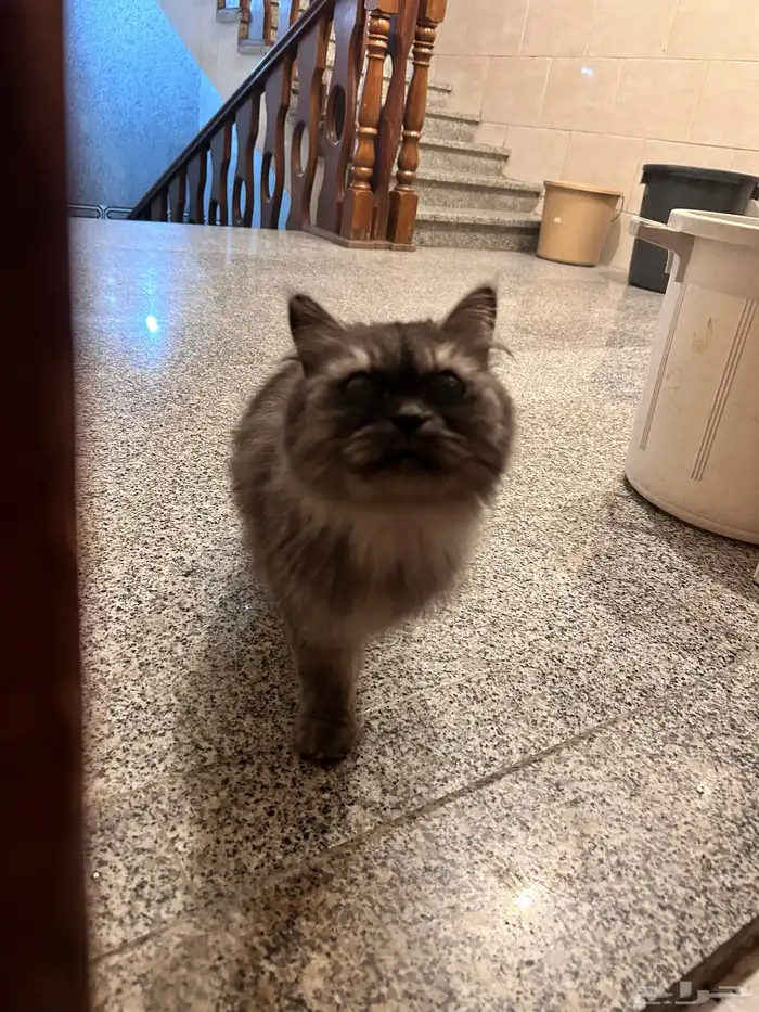 بسة ضايعه للتبني في عمارة في حي الصفا جنب دوار النجمة 1