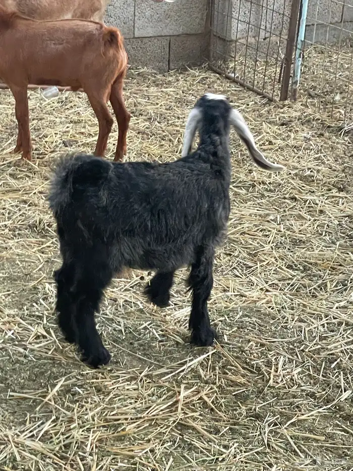 تيوس وجفرات 33