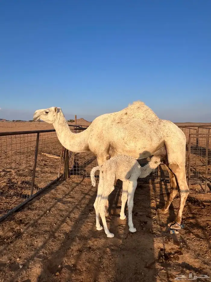 خلفه للبيع 1