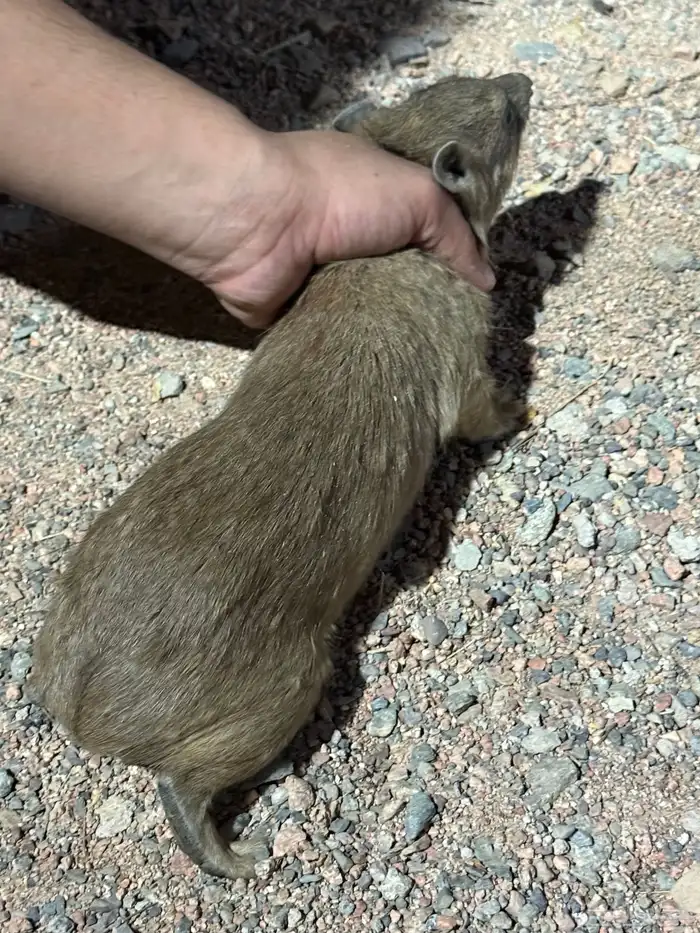 و ب ر ا ن للبيع 0