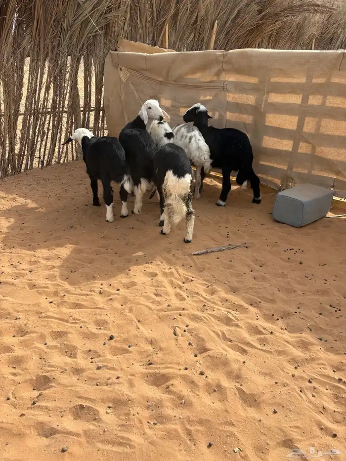 طلين نجد العدد 6 1