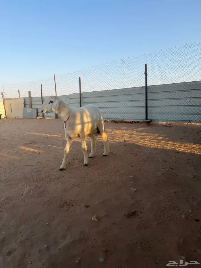 للبيع خروف مشروع فحل صنف فاخر 0