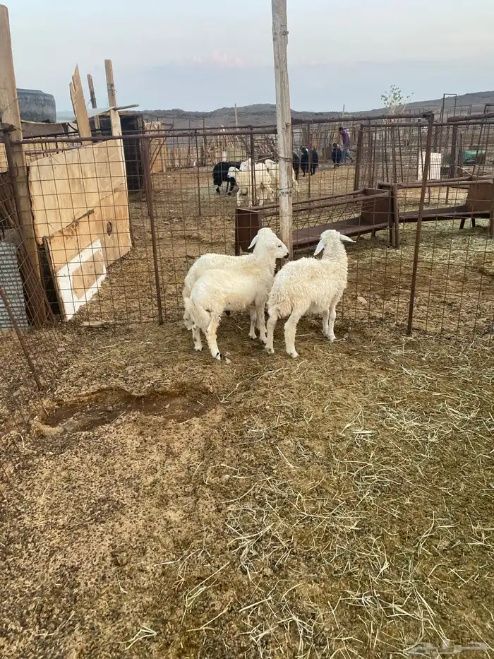 للبيع خروف ورخل حبص وخروف رفيدي 3