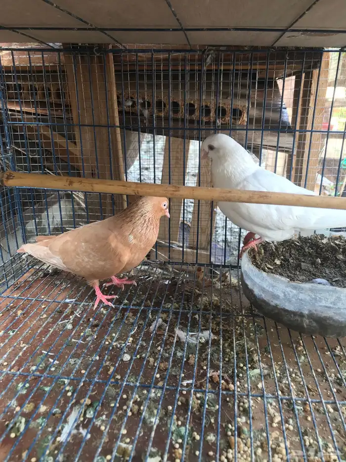 قلاب كوره الوان حلوه 9