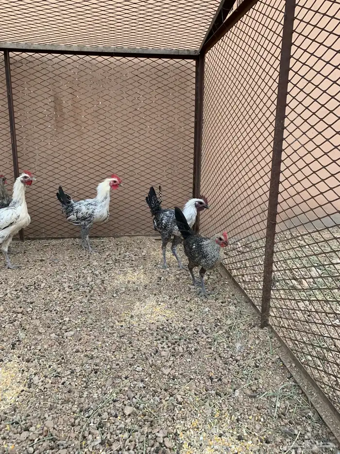 للبيع ديوك فيومي 8