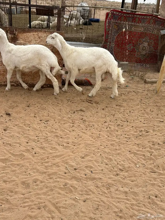 طلين فاخره تم البيع 3