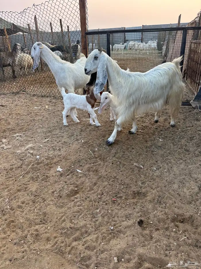 معزاء رغايث مطورات 3