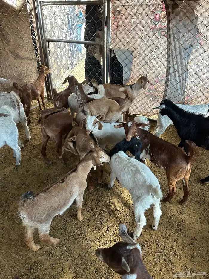 للبيع تيوس بلدي أعمارهم من شهرين ونص اللى ثلاثه ونص 0