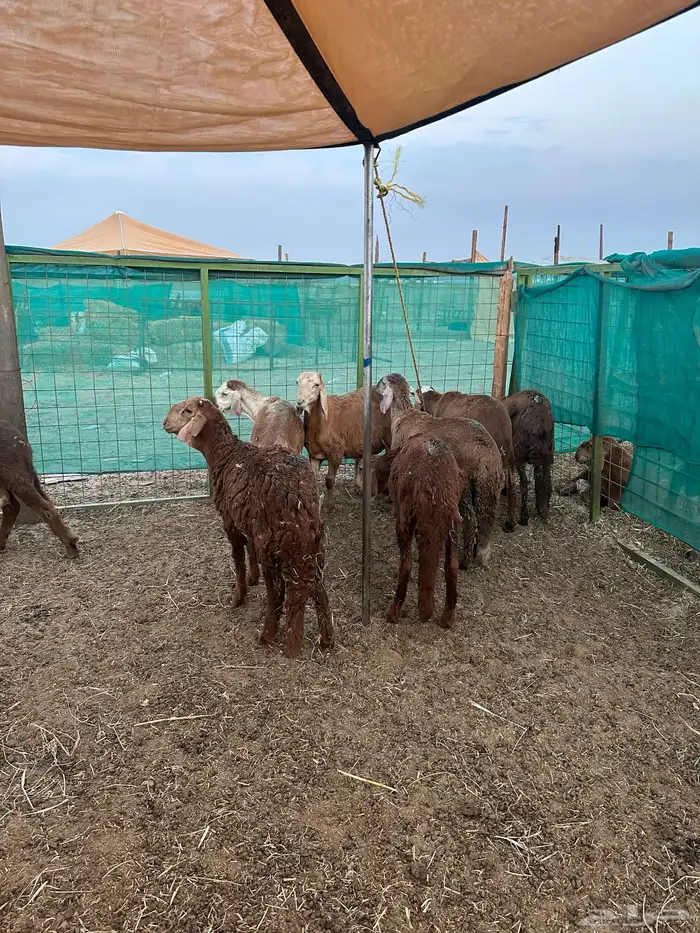 طليان سواكني حمري طيبة 2