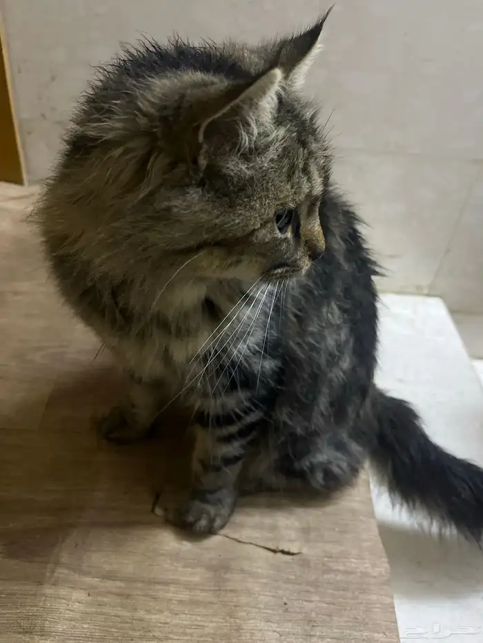 قطوه تبني انثى 1