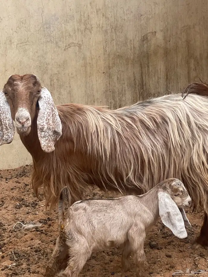 تم اليع تم البيع خارج الموقع 0