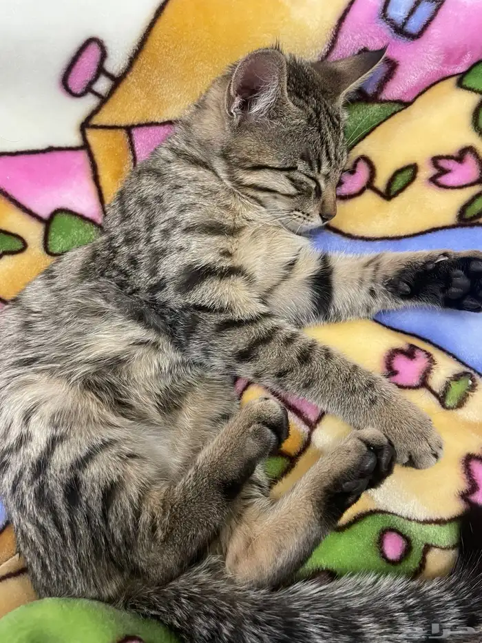 قطه للتبني 0