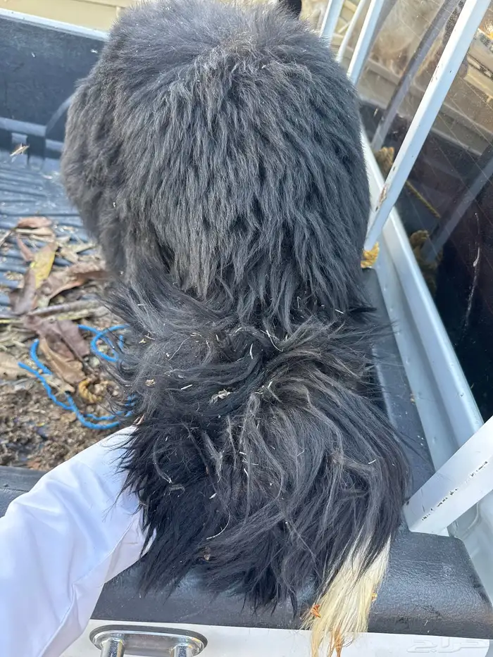 خروف سمين و طيب 1