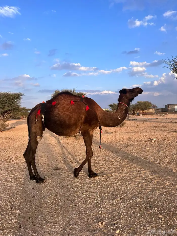 ناقه ساحليه صفرا 4