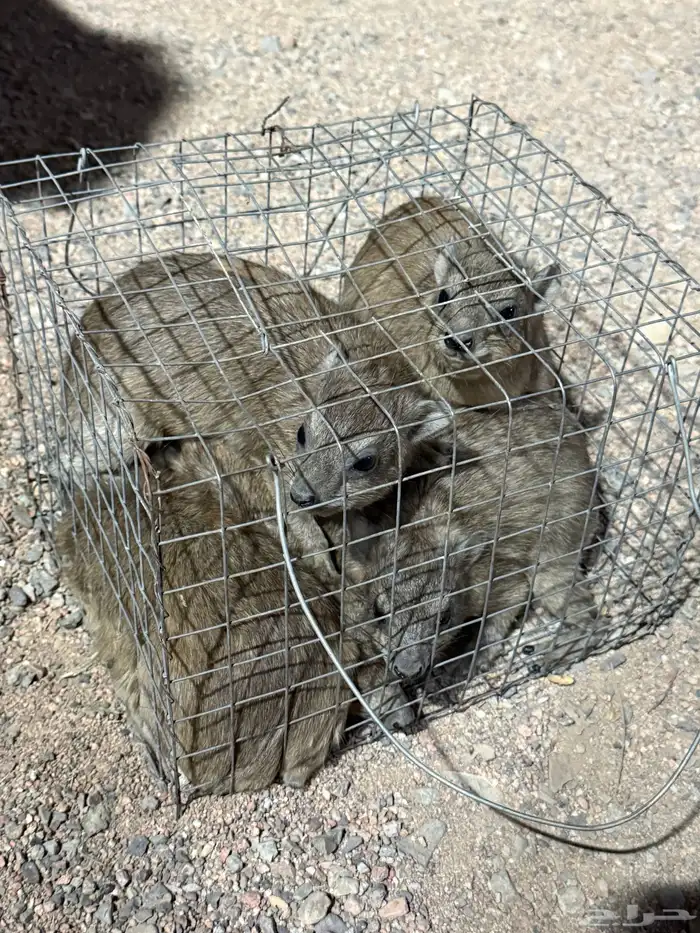 و ب ر ا ن للبيع 16