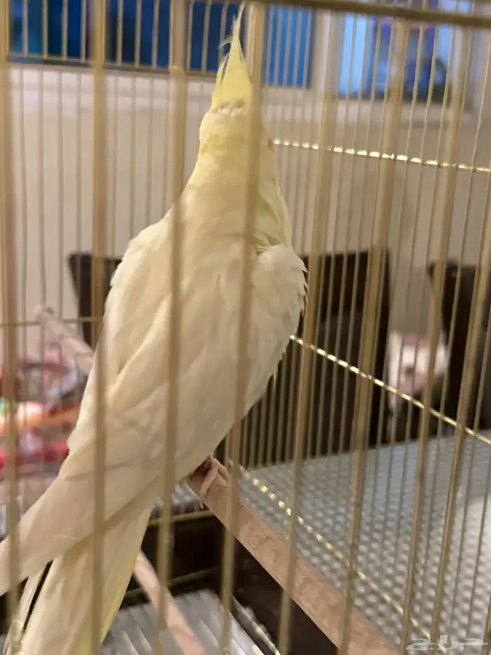 اليف مع الاطفال ويسمع اذا احد ناداه باسمه عمره 6 شهور 0