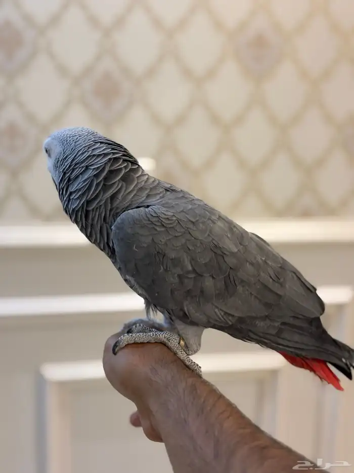 كاسكو اليف متكلم 9