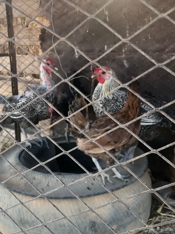 دجاج لوهم العدد ثلاث حبات حد 100 جمله 3